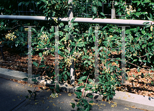 Picture of Lonicera periclymenum 