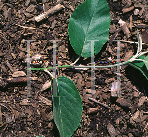 Picture of Malus tschonoskii 