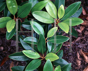 Picture of Magnolia grandiflora 'Baby Doll'