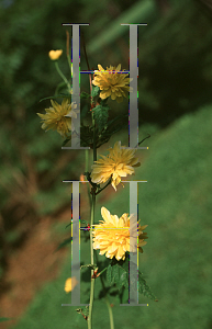 Picture of Kerria japonica 'Pleniflora'