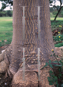 Picture of Erythrina x sykesii 