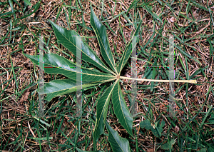 Picture of Aesculus glabra var. arguta '~Species'
