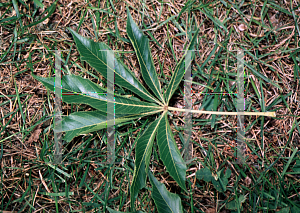 Picture of Aesculus glabra var. arguta 