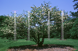 Picture of Crataegus crus-galli 'Hooks'