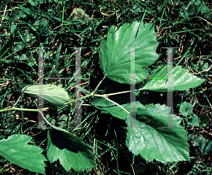 Picture of Crataegus paucispina 