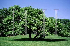 Picture of Crataegus paucispina 