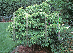 Picture of Cornus florida 'Pygmaea'