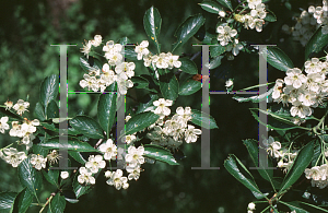 Picture of Crataegus punctata 