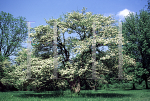 Picture of Crataegus punctata 