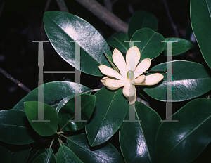 Picture of Magnolia virginiana 'Santa Rosa'