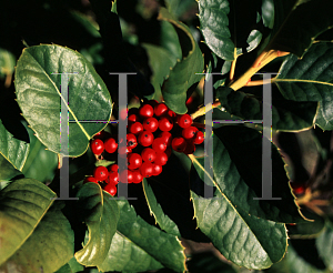 Picture of Ilex aquifolium x cornuta 