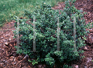 Picture of Ilex crenata 'Green Lustre'