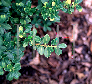 Picture of Ilex crenata 'Green Lustre'