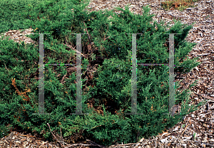 Picture of Juniperus sabina 