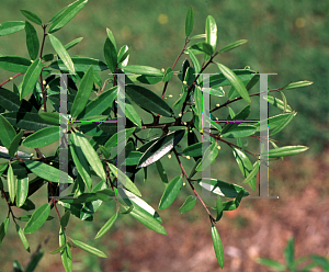 Picture of Ilex myrtifolia 