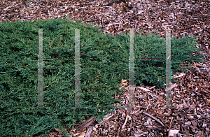 Picture of Juniperus sabina 'Skandia'
