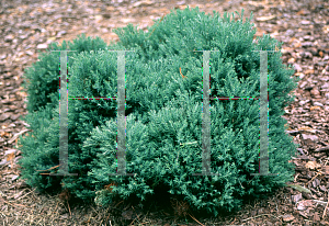 Picture of Juniperus sabina 'Tamariscifolia Glauca'