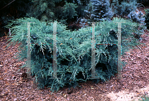 Picture of Juniperus virginiana 'Grey Owl'