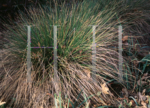 Picture of Juncus effusus var. pacifcus 