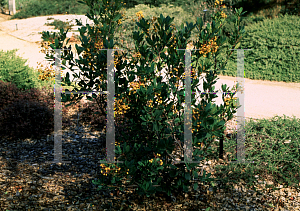 Picture of Heteromeles arbutifolia var. cerina 'Yellow Berry'