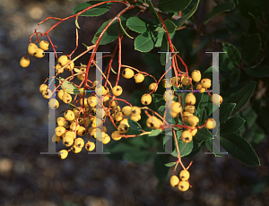 Picture of Heteromeles arbutifolia var. cerina 'Yellow Berry'
