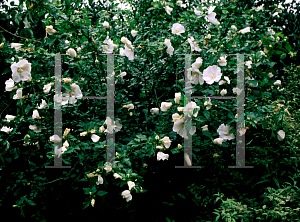 Picture of Hibiscus syriacus 'Diana'