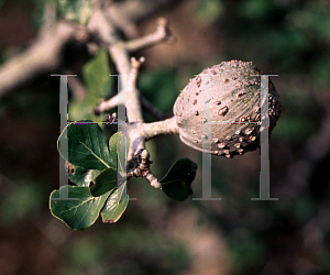 Picture of Gardenia spatulifolia 