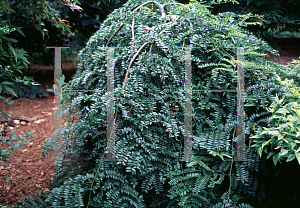 Picture of Gleditsia triacanthos f. inermis 'Emerald Kascade'