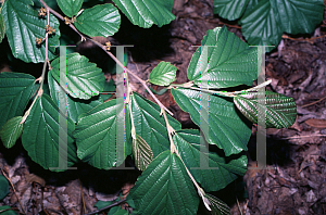 Picture of Hamamelis vernalis 'Carnea'