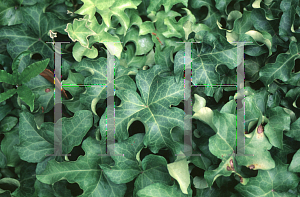 Picture of Hedera helix 'Curly Locks'