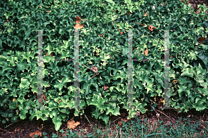 Picture of Hedera helix 'Curly Locks'