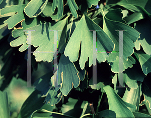 Picture of Ginkgo biloba 'Saratoga'