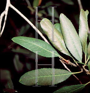 Picture of Heteromeles arbutifolia 