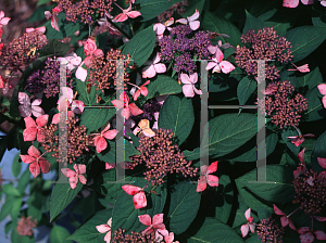 Picture of Hydrangea serrata 'Grayswood'