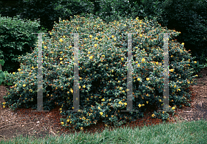 Picture of Hypericum frondosum 