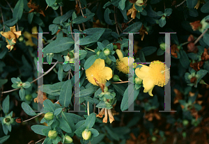 Picture of Hypericum frondosum 