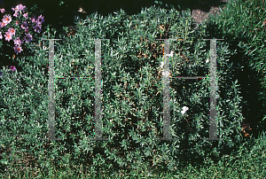 Picture of Iberis sempervirens 