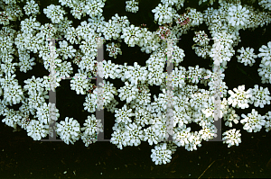 Picture of Iberis sempervirens 