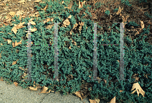 Picture of Juniperus communis var. saxatilis 
