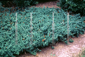 Picture of Juniperus horizontalis 'Turqouise Spreader'
