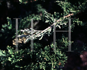 Picture of Juniperus sabina 