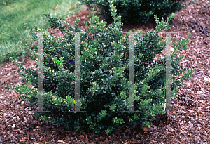 Picture of Ilex crenata 'Compacta'