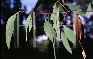 Picture of Eucalyptus leucoxylon ssp. megalocarpa 