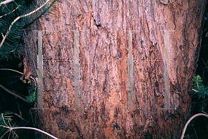 Picture of Eucalyptus cloeziana 