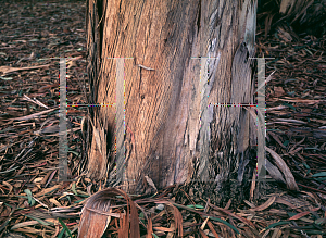 Picture of Eucalyptus cypellocarpa 