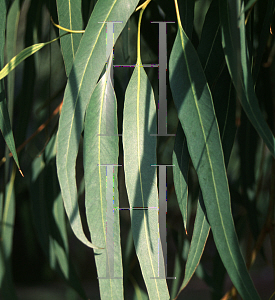Picture of Eucalyptus gomphocephala 
