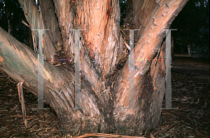 Picture of Eucalyptus globulus 'Compacta'