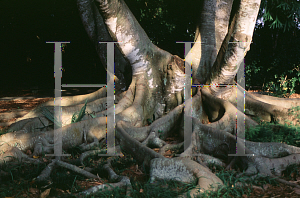 Picture of Ficus rubiginosa 