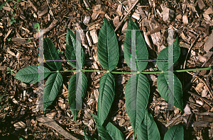 Picture of Fraxinus nigra 