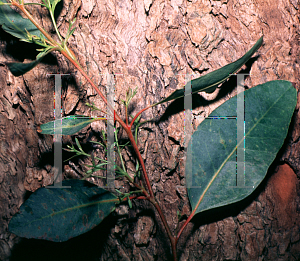 Picture of Eucalyptus robusta 